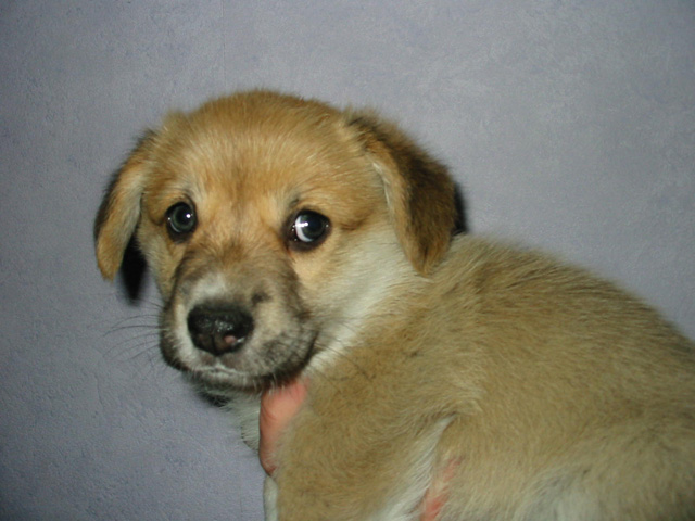 PUP